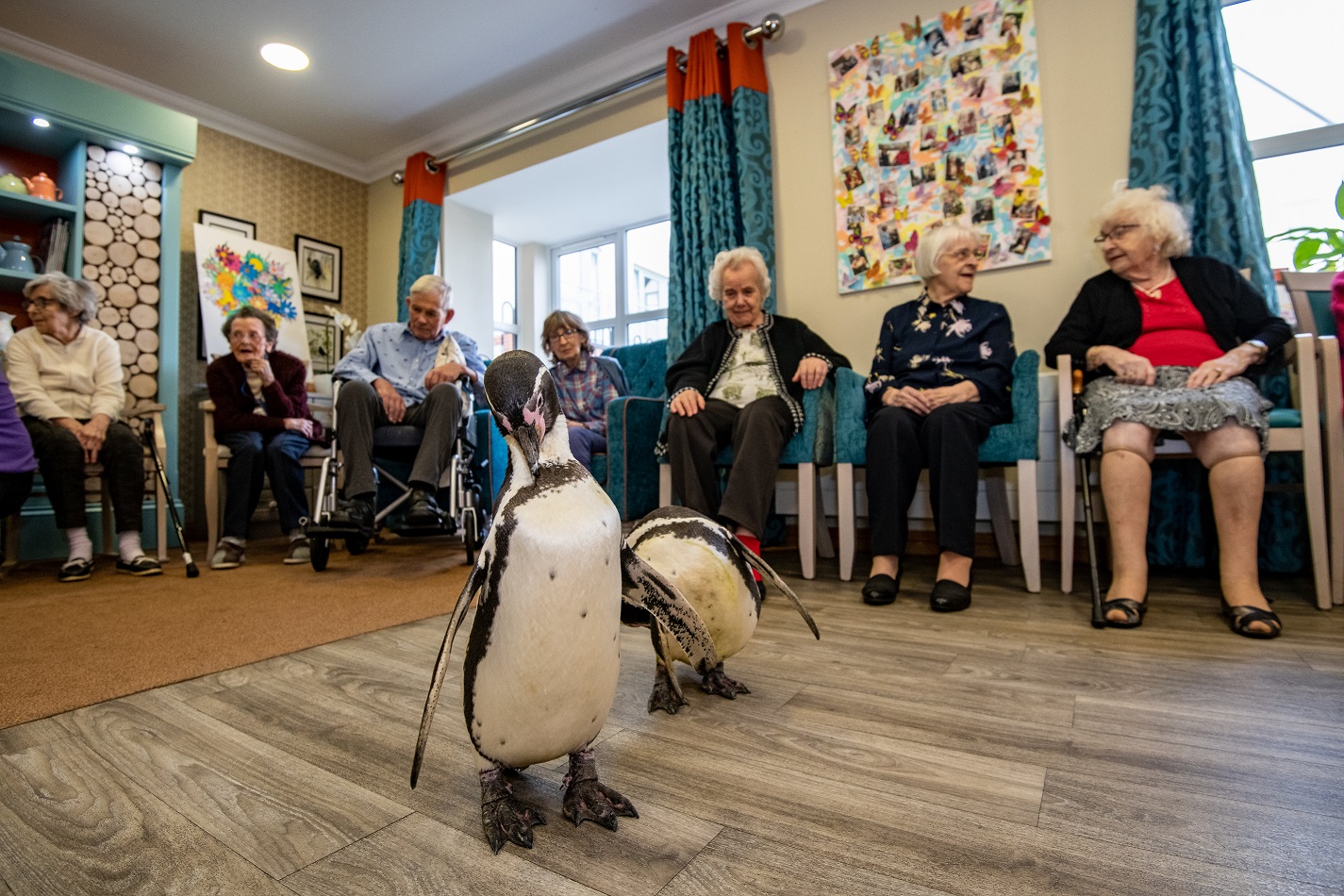 Friendly penguin duo slides into Banbury care home for a flapping good time